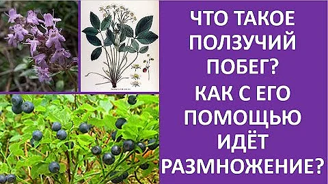 2. Что такое ползучий побег? Как с его помощью идет размножение?