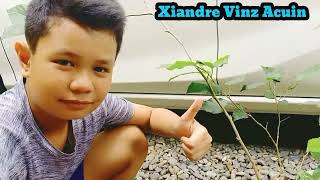 TLE Grade 6 / Marcotting
