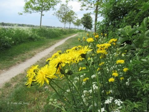 De mooie bonte bermen langs omgeving Buiten de waterpoort , De punt in Gorinchem door Tine de Jong