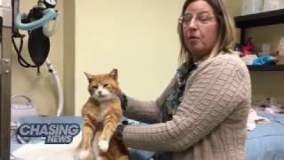 Help The Cats!