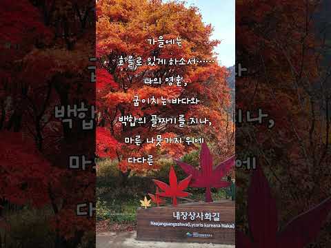 내장산의 단풍