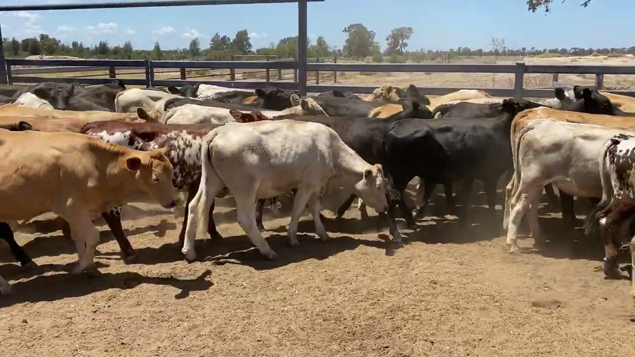 Hallinan Pastoral farming weaned cross bred heifers 288kg. 30/1/26