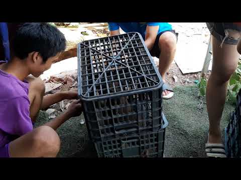 Vận chuyển chó malinois đi khắp vùng miền tổ quốc.Nhận chó thanh toán tiền sau