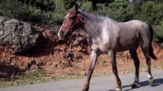 C0035 atlar part 2