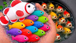 Colorful aquarium fish scoop, ornamental fish, goldfish, koi fish, comet fish, eels, brazilian tu...