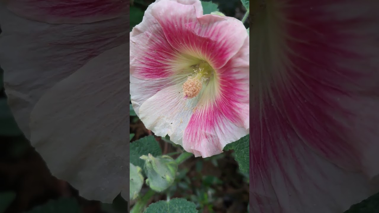 Autumn Hollyhock | Tall Blooms That Brighten the Late Garden