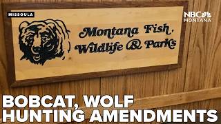 New wolf, bobcat hunting amendments proposed ahead of Montana commission meeting