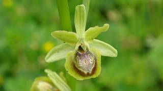 Orquídeas silvestres - Ophrys riojana