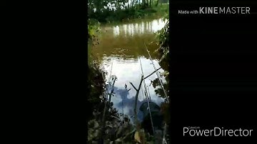 Video đâu tiên:)) câu cá rô phi bằng lăng xê và cái kết đã đã !