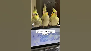 تعليم الكروانات الصغار نغمة النمر الوردي 