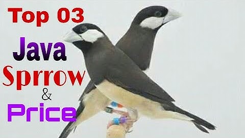 Top 03 Java Sparrow birds and price.