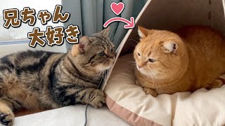 兄猫のことが大好きな弟猫の空回りアピールが可愛過ぎる！ by 短足マンチカンのプリンとメル 46,401 views 2 weeks ago 5 minutes, 33 seconds