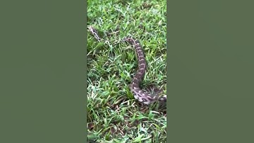 "Indian Python Slithering Gracefully Through the Wild!"