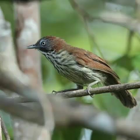 Suara Masteran Burung Ciungair Coreng Kalimantan