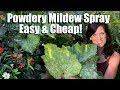 Easy, Inexpensive Powdery Mildew Spray for Squash & Cucumbers, Prune Leaves to Keep Production Going