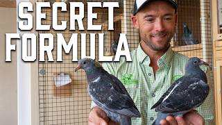 Is This My Next Champion Racing Pigeon?