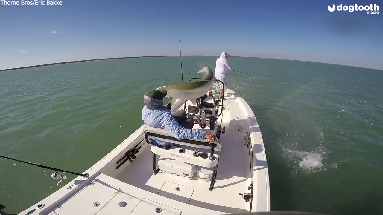 Jumping Tarpon Barely Misses Fisherman's Face|| Dogtooth Media