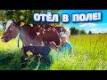 Отёл Айрширской коровы из Финляндии. Кормление телёнка. Молодая Ферма