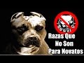 Razas De Perros Que No Son Para Novatos O Principiantes TOP 12