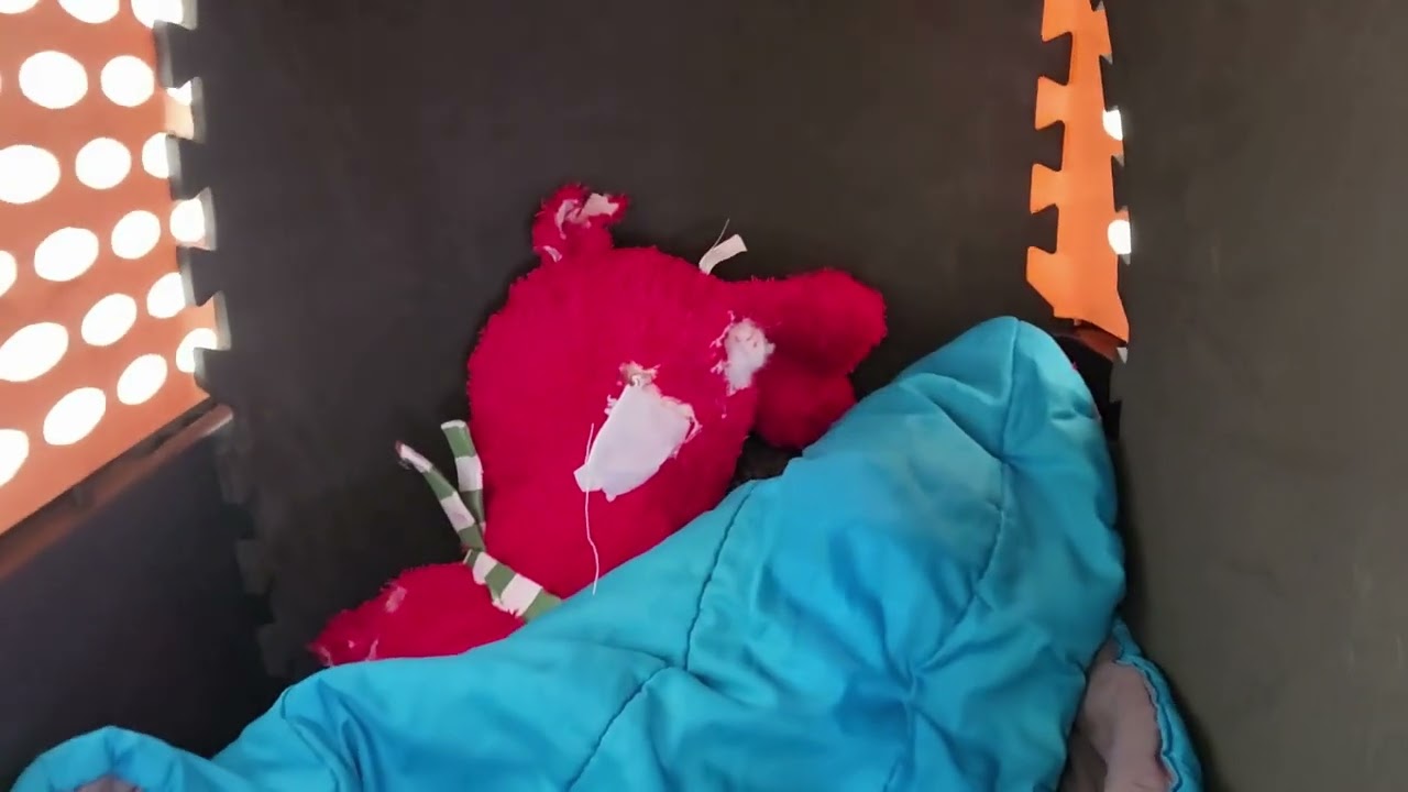 Adoptable Haven on Another Winter Adventure!