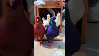 Rare Beauty of the Pigeon World 🕊️ #pigeon #birdviral #kabutar #kingsizepigeon #pigeon101 #birds