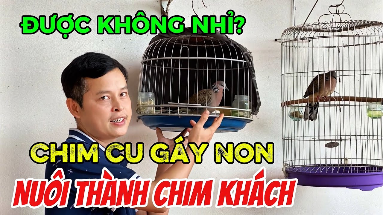 Chim Cu Gáy ta nuôi non lên làm chim Cu khách được không?