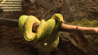 Clyde Peeling's Reptiland Turns 60