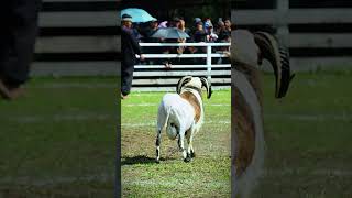 Garut Sheep Walk Backwards Beautifully.
