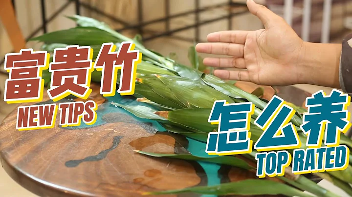 富貴竹怎麼養？園藝師教你，富貴竹的詳細養護技巧 - 天天要聞