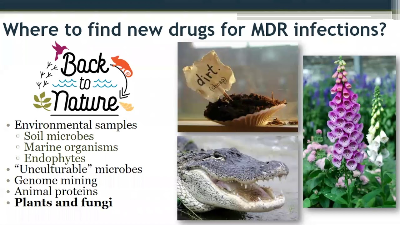 Cassandra Quave Medical Ethnobotany and the Discovery of New Drugs from Nature YouTube