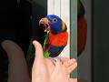 Parrots short youtube jangle wings