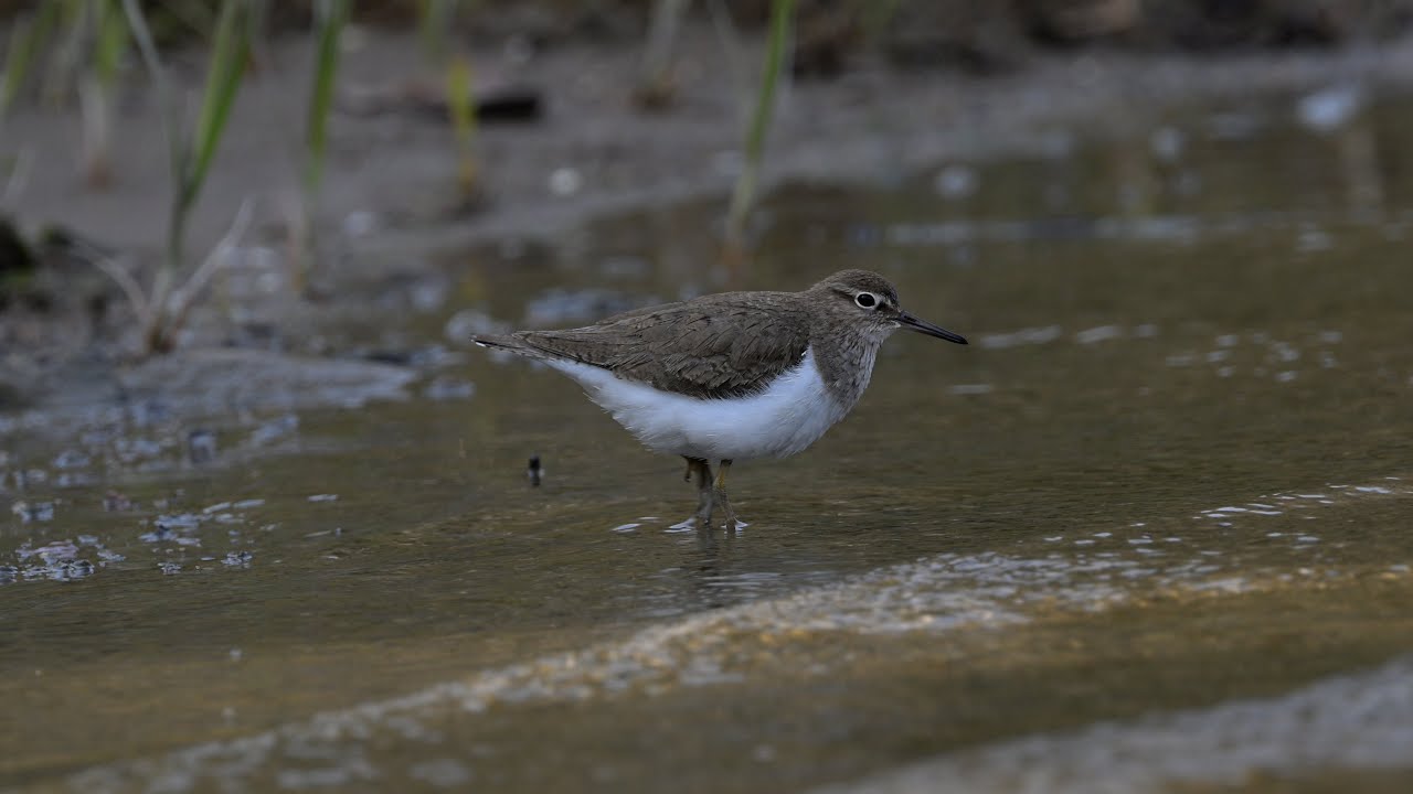 Common sandpiper / Strandsnipe (Nikon Z9 + 100-400mm)