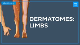 Dermatomes of the limbs - Quick Anatomy