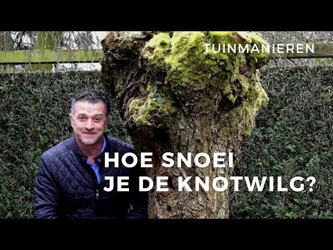 De knotwilg en andere knotbomen snoeien: Hoe doe je dat? | Tuinmanieren