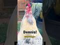 Calling Dennis Memesdaily Funnyanimals Comedy Chicken Rooster Shortsviral Chickenhappyhour 