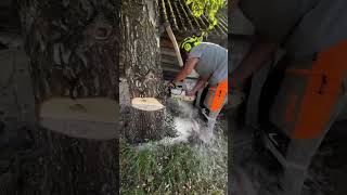 Спилить Дерево 🌳 Целиком #Arboristlife #Arboristika #Chainsawman#Arborist #Treework#Husqvarna#Stihl