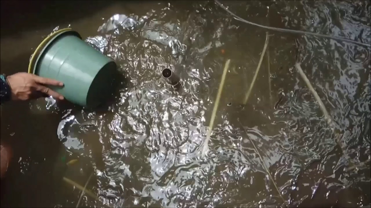 Cara Mengganti Air Kolam Ikan Koi