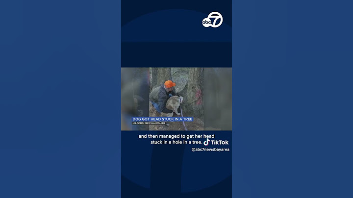 New Hampshire dog rescued after getting head stuck in tree hollow