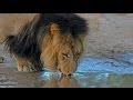 Lions Of The Kalahari HD