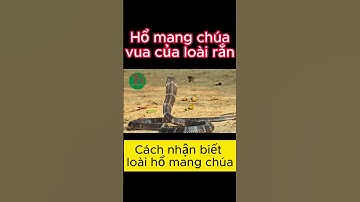 Loài rắn hổ mang chúa cực độc là vua của các loài rắn #shorts