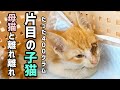 【保護】閲覧注意！片目のない子猫を保護した時のお話ー #家族紹介