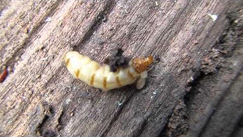 Termite Queen found in a nest near a home