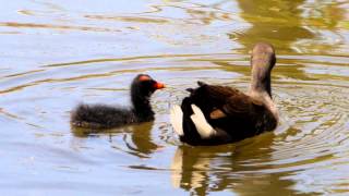 Dusky Moorhen (Gallinula tenebrosa) with Chick / Papua Teichhuhn mit Küken