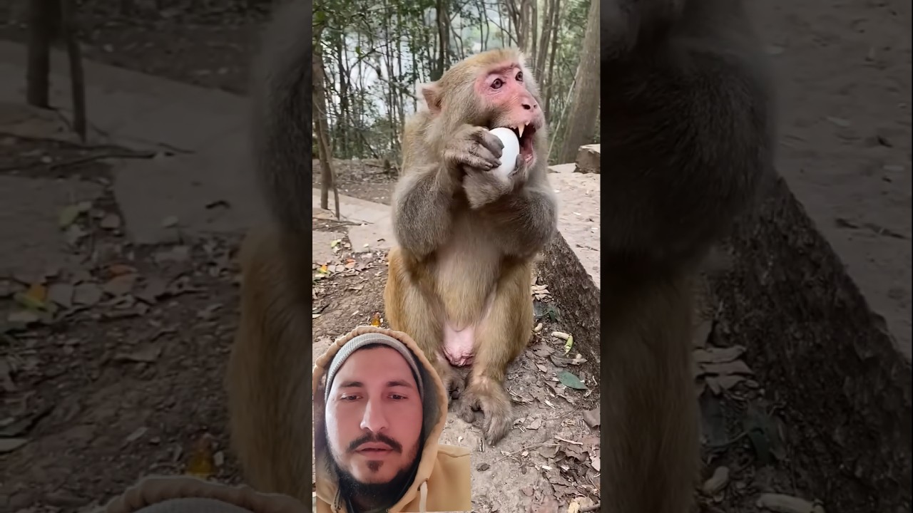 #monkey