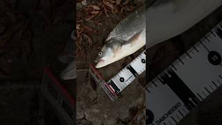 Осенний жерех на воблер #fishing #ловляжереха #sprs