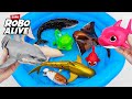 Satisfying With Unboxing Zuru Robo Alive Aquarium With White Shark ASMR🐊Review Toy (No Talking)