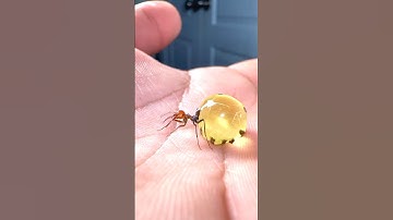 Big mistake!! Moving honeypot ants