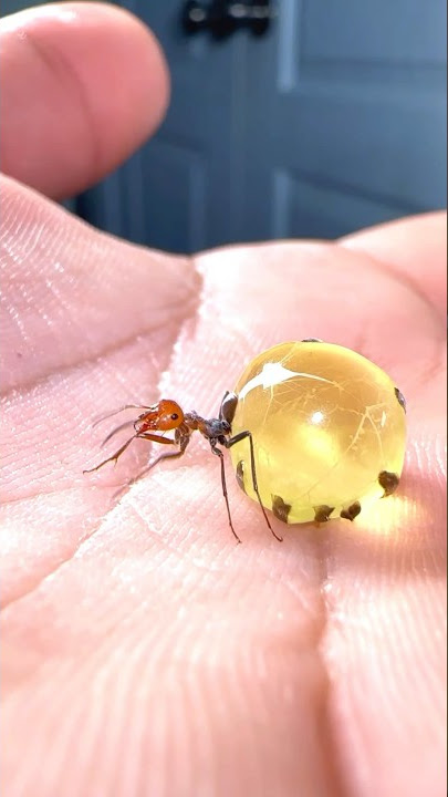 Big mistake!! Moving honeypot ants