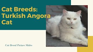 Turkish angora Slides - Cat Breeds by CatBreeds 14 views 3 years ago 4 minutes, 10 seconds