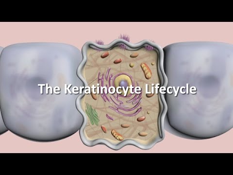 Lifecycle of the Keratinocyte